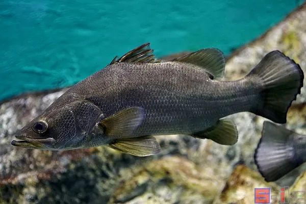 十大冷水觀賞魚_冷水觀賞魚哪個(gè)最好養(yǎng)最好看_冷水觀賞魚有哪些品種