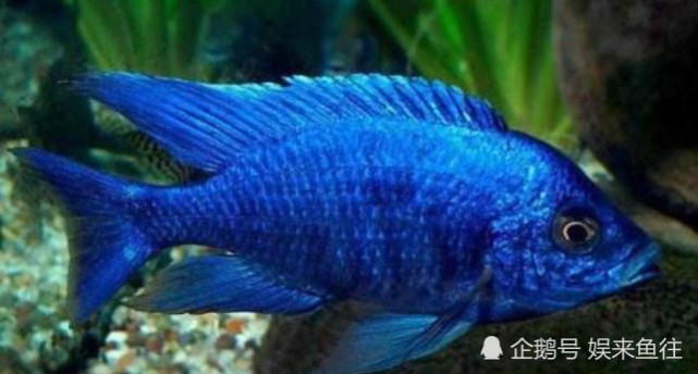 魚缸最好養(yǎng)的觀賞魚_魚缸養(yǎng)殖觀賞魚應(yīng)該注意哪些_觀賞魚缸養(yǎng)魚好不好