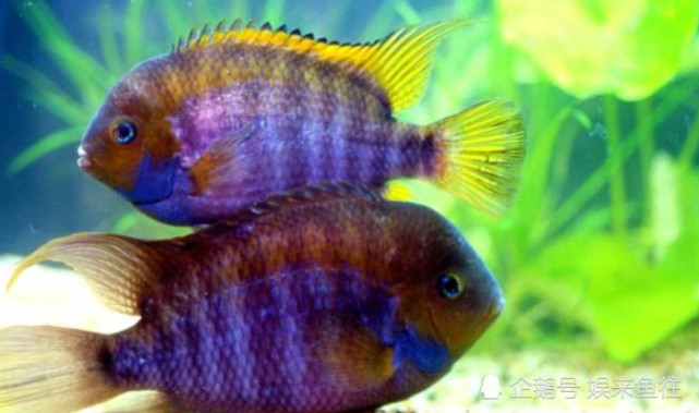 觀賞魚缸養(yǎng)魚好不好_魚缸最好養(yǎng)的觀賞魚_魚缸養(yǎng)殖觀賞魚應(yīng)該注意哪些