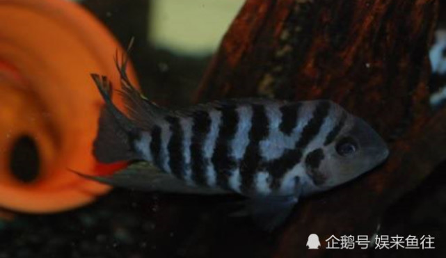 魚缸最好養(yǎng)的觀賞魚_魚缸養(yǎng)殖觀賞魚應(yīng)該注意哪些_觀賞魚缸養(yǎng)魚好不好