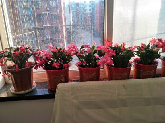 12月給花澆水，“2種料”加下去，長壽花、蟹爪蘭長滿盆，有用！