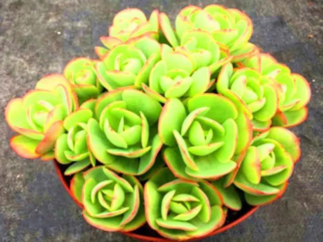 養多肉碧桃好不好_多肉植物碧桃好養嗎_多肉碧桃好養嗎