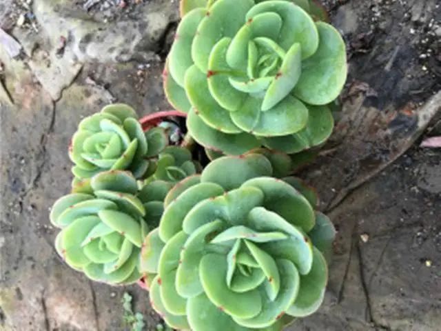 多肉碧桃好養嗎_養多肉碧桃好不好_多肉植物碧桃好養嗎