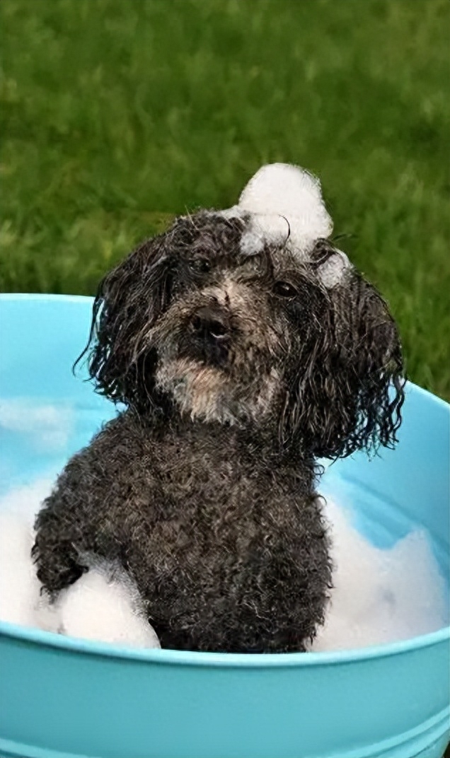 狗狗洗澡的流程圖_狗狗洗澡的正確方法_狗狗洗澡正確方法圖片