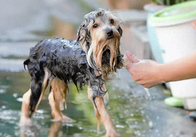 狗狗洗澡正確方法圖片_狗狗洗澡的流程圖_狗狗洗澡的正確方法