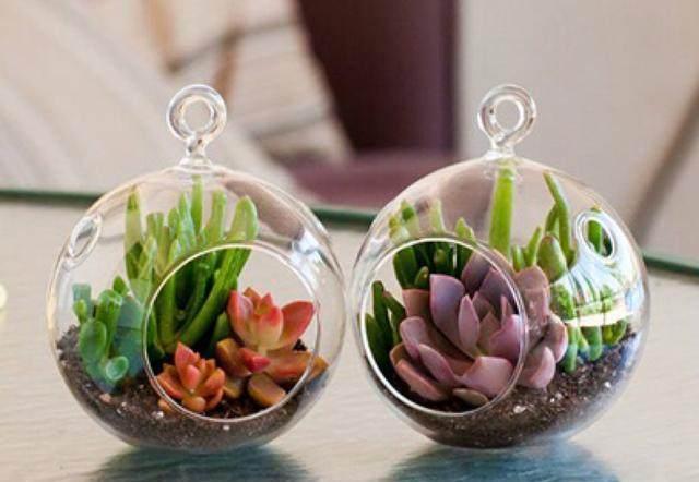 這才是多肉正確的澆水方法，難怪之前一直養(yǎng)不活，后悔知道晚了