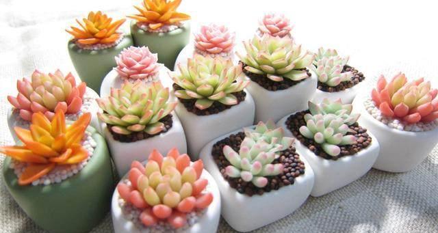 這才是多肉正確的澆水方法，難怪之前一直養(yǎng)不活，后悔知道晚了