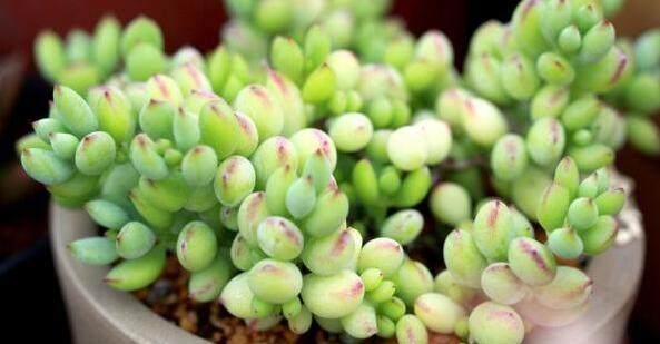 這才是多肉正確的澆水方法，難怪之前一直養(yǎng)不活，后悔知道晚了