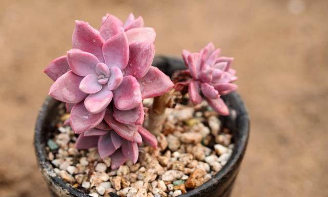 這才是多肉正確的澆水方法，難怪之前一直養(yǎng)不活，后悔知道晚了