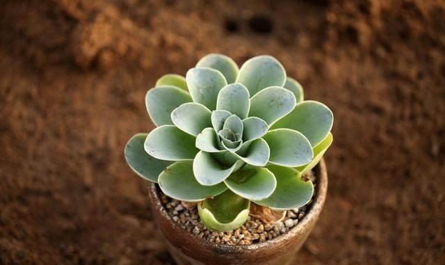 這才是多肉正確的澆水方法，難怪之前一直養(yǎng)不活，后悔知道晚了