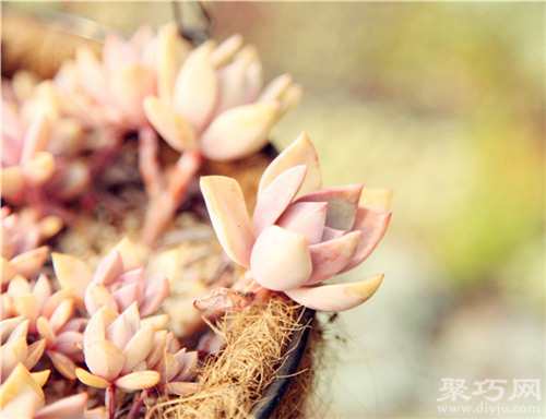 多肉植物初戀怎么養(yǎng)殖 多肉初戀繁殖方法