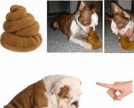 原因小狗屎拉吃是怎么回事_小狗吃自己拉的屎是什么原因_狗拉的屎自己吃了怎么回事