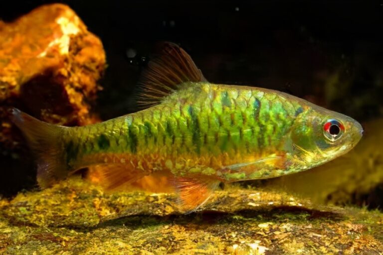 真想養魚不死魚？多年的親身實踐，只需這幾種觀賞魚能夠做到