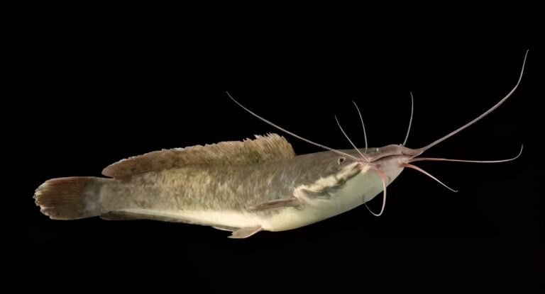 真想養魚不死魚？多年的親身實踐，只需這幾種觀賞魚能夠做到