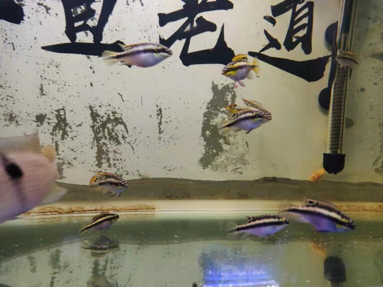 真想養魚不死魚？多年的親身實踐，只需這幾種觀賞魚能夠做到
