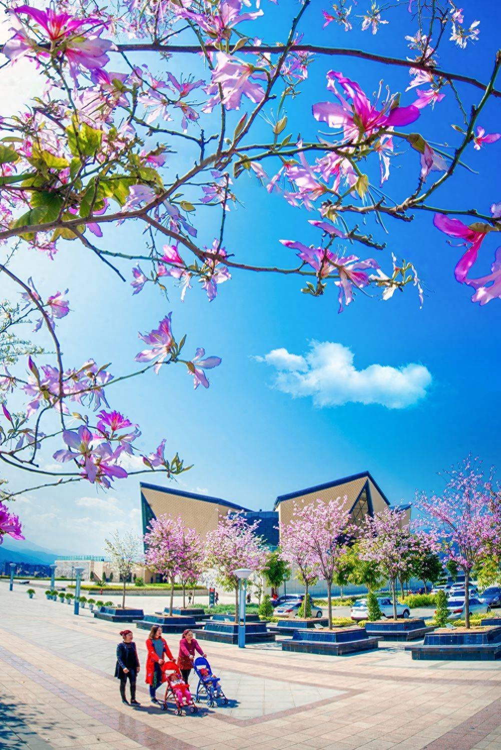 攀枝花自駕一日游哪里好玩_春節攀枝花自駕游攻略_攀枝花旅游攻略自駕游