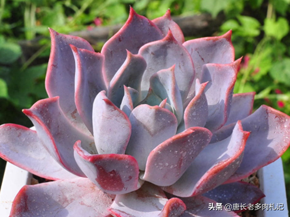 多肉植物露西娜_多肉露西娜_多肉露西娜的養殖方法