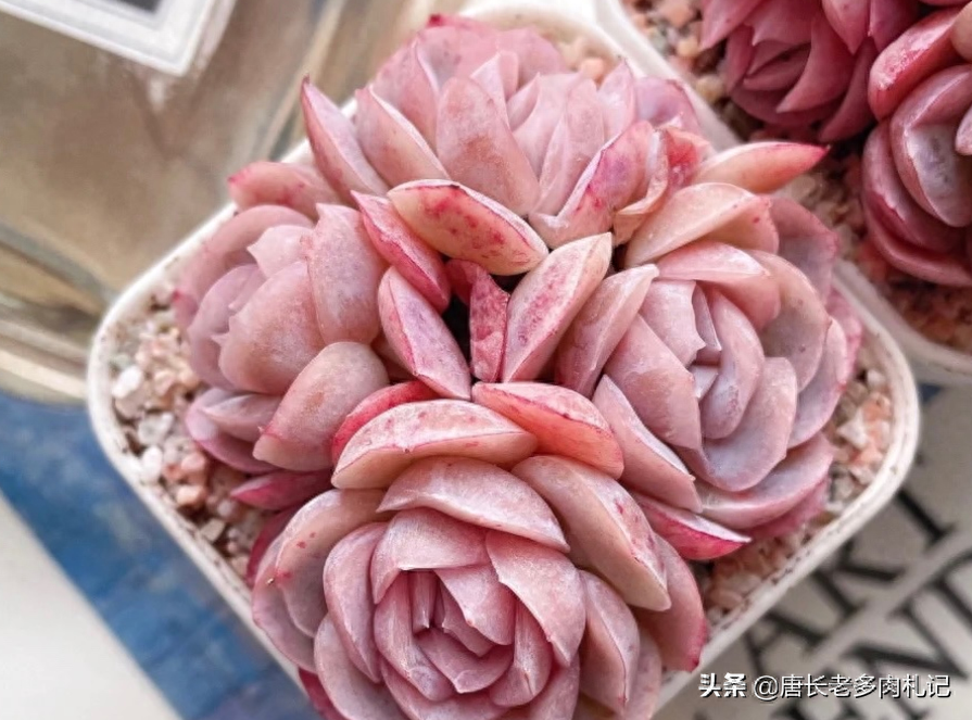 多肉露西娜的養殖方法_多肉露西娜_多肉植物露西娜