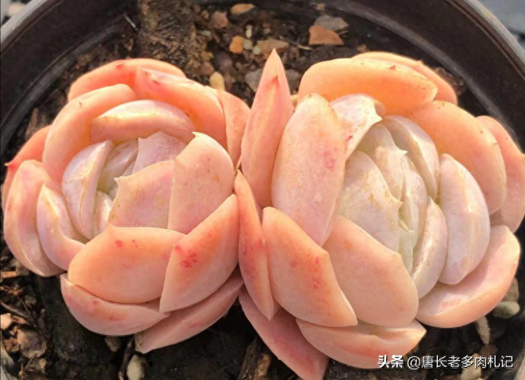 多肉露西娜的養殖方法_多肉植物露西娜_多肉露西娜