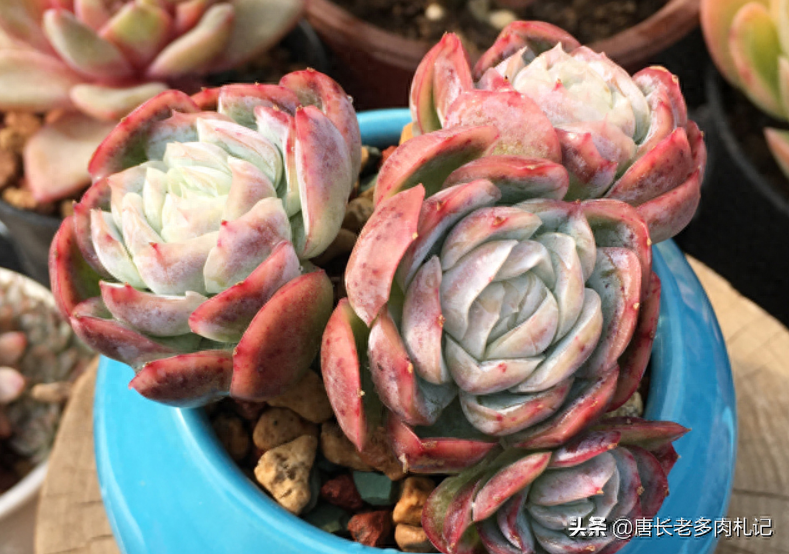多肉露西娜的養殖方法_多肉植物露西娜_多肉露西娜