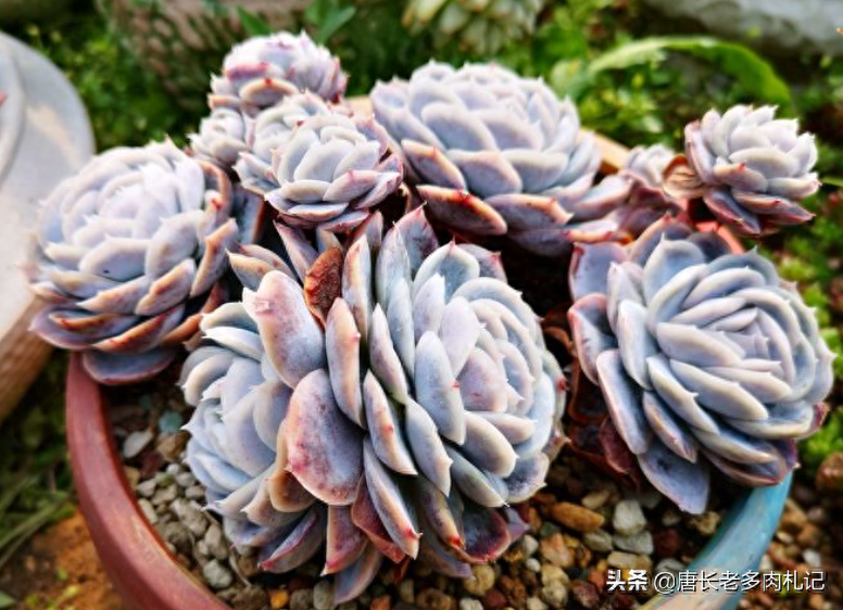 多肉露西娜_多肉露西娜的養殖方法_多肉植物露西娜