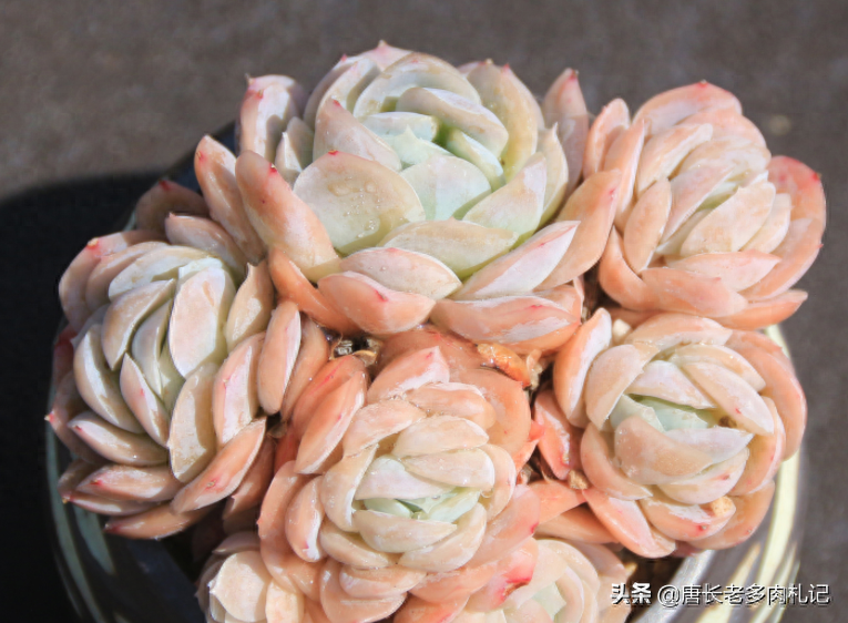 多肉植物露西娜_多肉露西娜_多肉露西娜的養殖方法