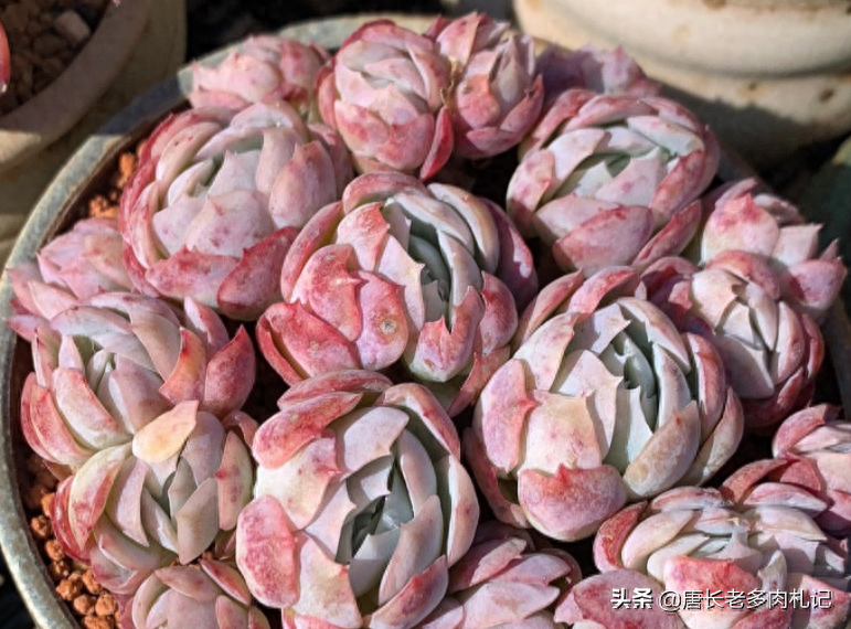 多肉植物露西娜_多肉露西娜的養殖方法_多肉露西娜