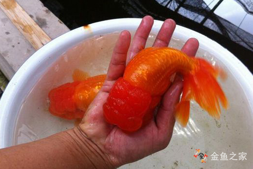 大型觀賞魚有哪些品種_觀賞大型魚類_觀賞魚大魚品種