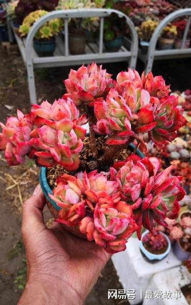 多肉綴化長得快嗎_40種多肉綴化_多肉綴化養護