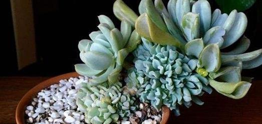 40種多肉綴化_多肉綴化養護_多肉綴化好嗎
