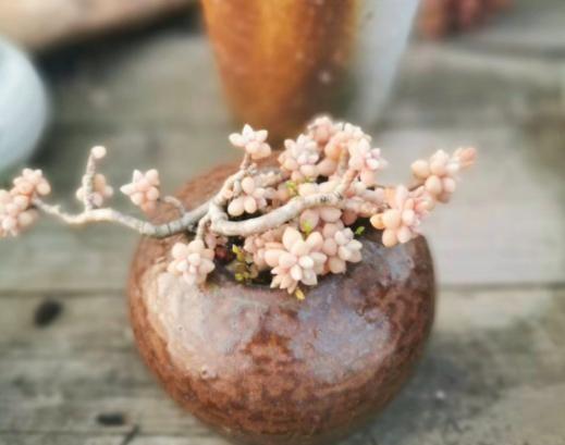 多肉姬秋麗_多肉姬秋麗_多肉姬秋麗