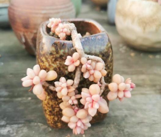 多肉姬秋麗_多肉姬秋麗_多肉姬秋麗