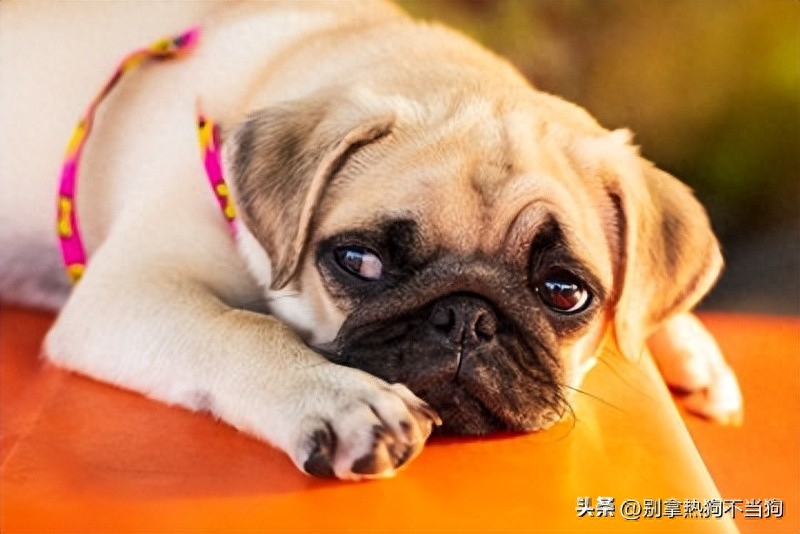 好脾氣的狗_脾氣有點(diǎn)狗是什么意思_十種脾氣最好的狗