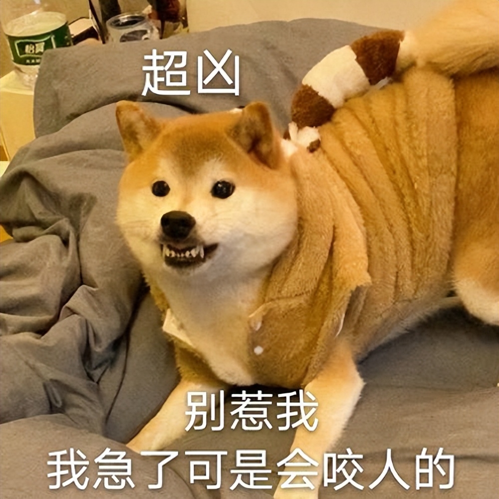 好脾氣的狗_脾氣好的狗有什么特征_十種脾氣最好的狗