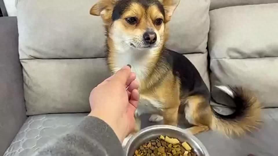 好脾氣的狗_脾氣好的狗有什么特征_十種脾氣最好的狗