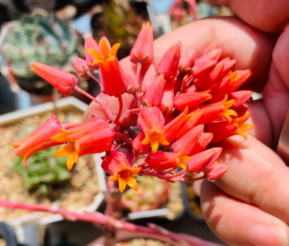春季多肉開花時，不剪花箭，任其開花，既能賞花又能收獲種子