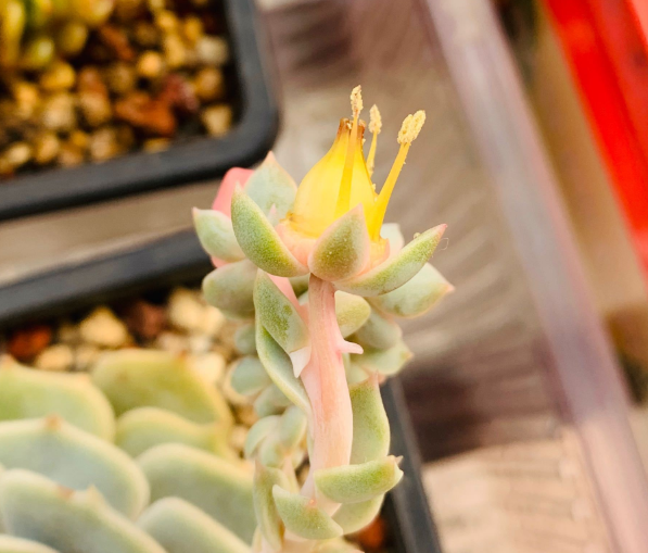 多肉開花剪下來可以種嗎_多肉開花需要剪掉嗎_多肉開花剪掉后怎么處理