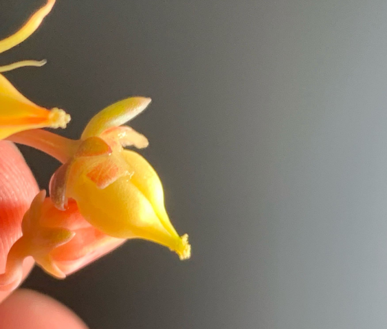 多肉開花需要剪掉嗎_多肉開花剪掉后怎么處理_多肉開花剪下來可以種嗎