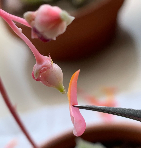 多肉開花需要剪掉嗎_多肉開花剪下來可以種嗎_多肉開花剪掉后怎么處理