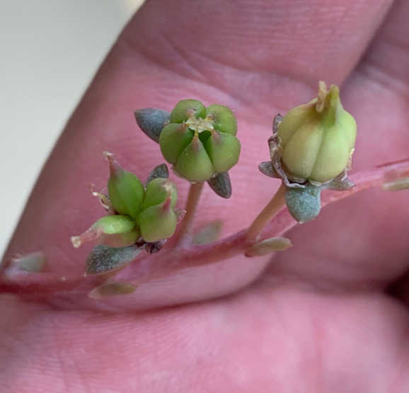多肉開花剪掉后怎么處理_多肉開花剪下來可以種嗎_多肉開花需要剪掉嗎