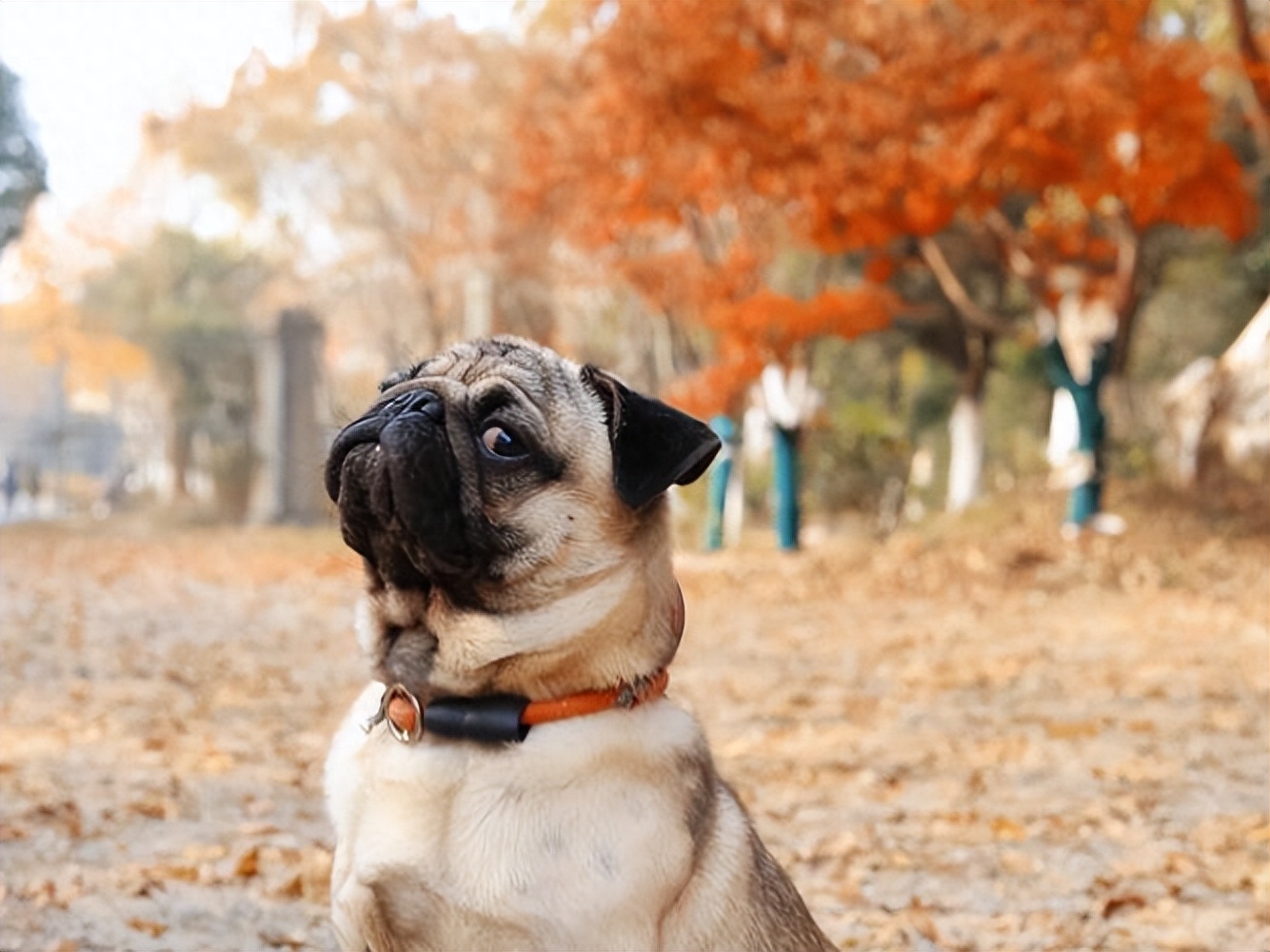 十種脾氣最好的狗_脾氣好的狗有什么特征_脾氣最好的7種狗狗排名