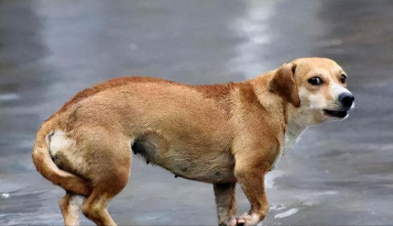 脾氣好的狗有什么特征_脾氣最好的7種狗狗排名_十種脾氣最好的狗