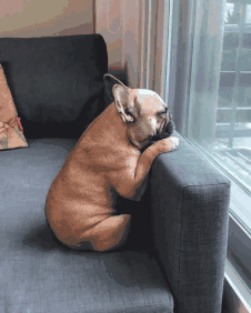 脾氣好的狗有什么特征_脾氣最好的7種狗狗排名_十種脾氣最好的狗