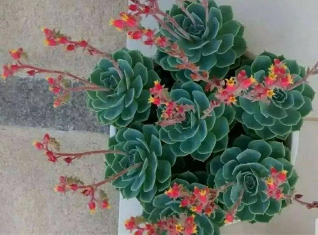 開花剪掉多肉需要剪枝嗎_多肉開花剪下來可以種嗎_多肉開花需要剪掉嗎