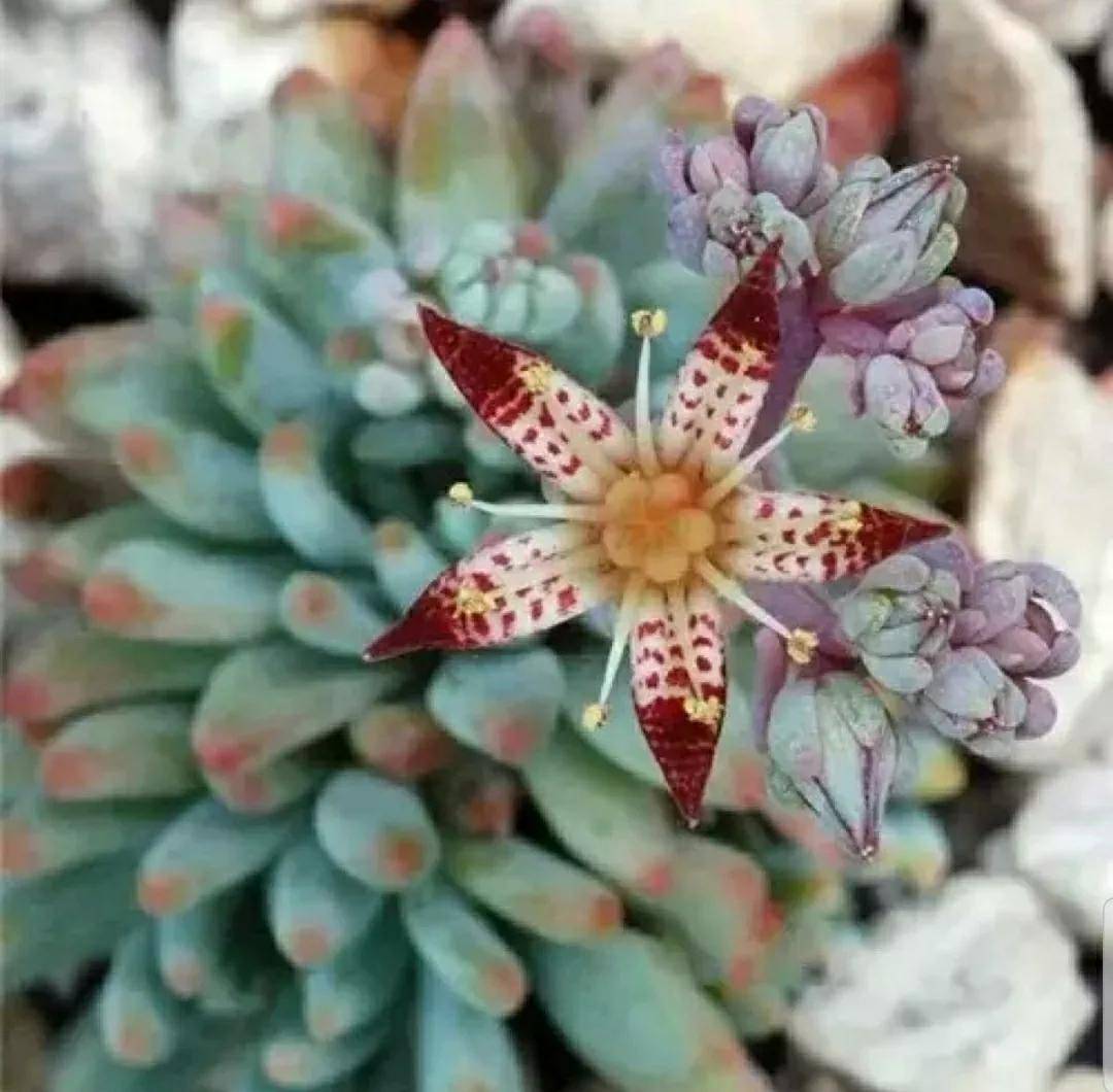 多肉開花需要剪掉嗎_多肉開花剪下來可以種嗎_開花剪掉多肉需要剪枝嗎