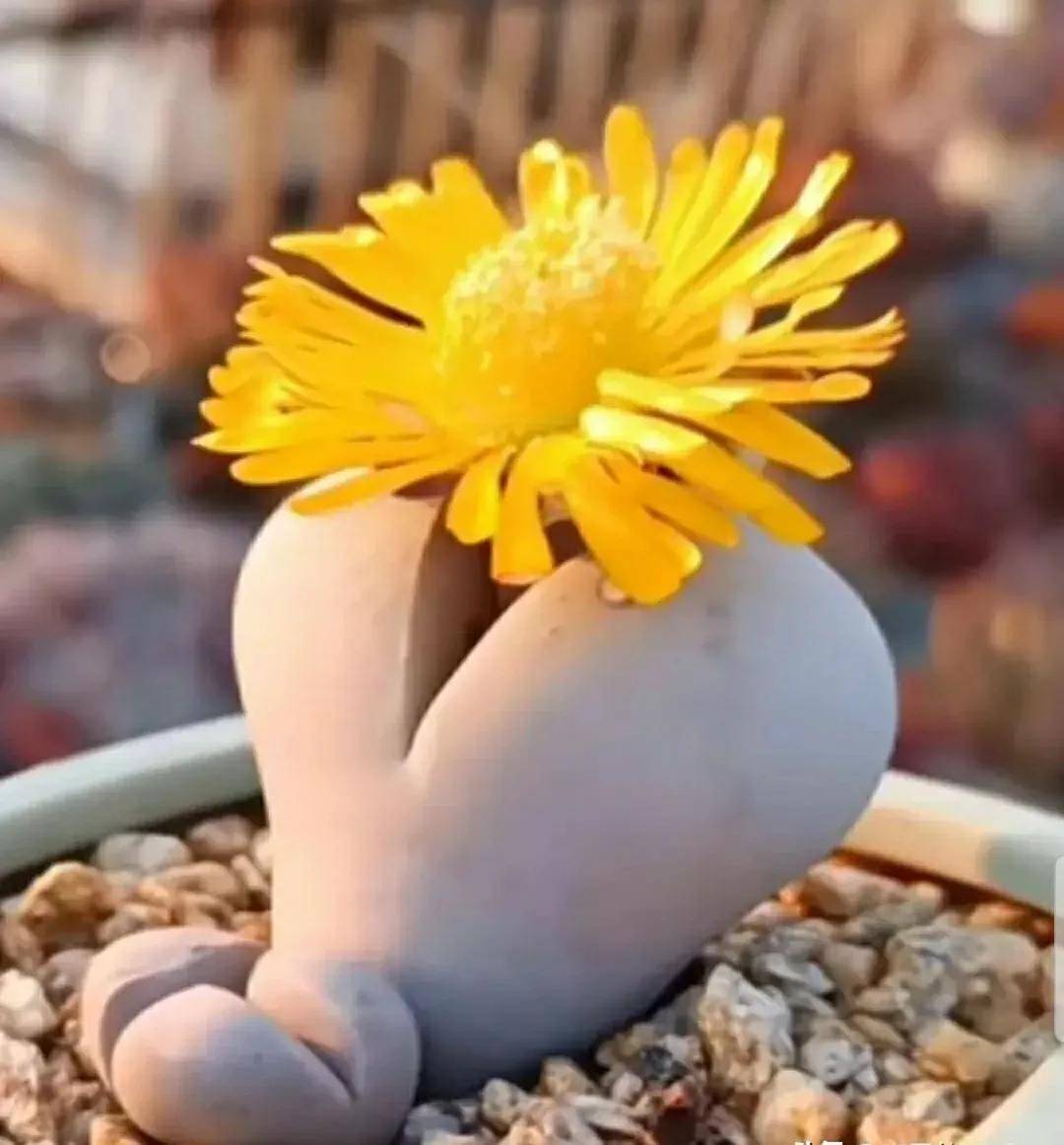 開花剪掉多肉需要剪枝嗎_多肉開花需要剪掉嗎_多肉開花剪下來可以種嗎