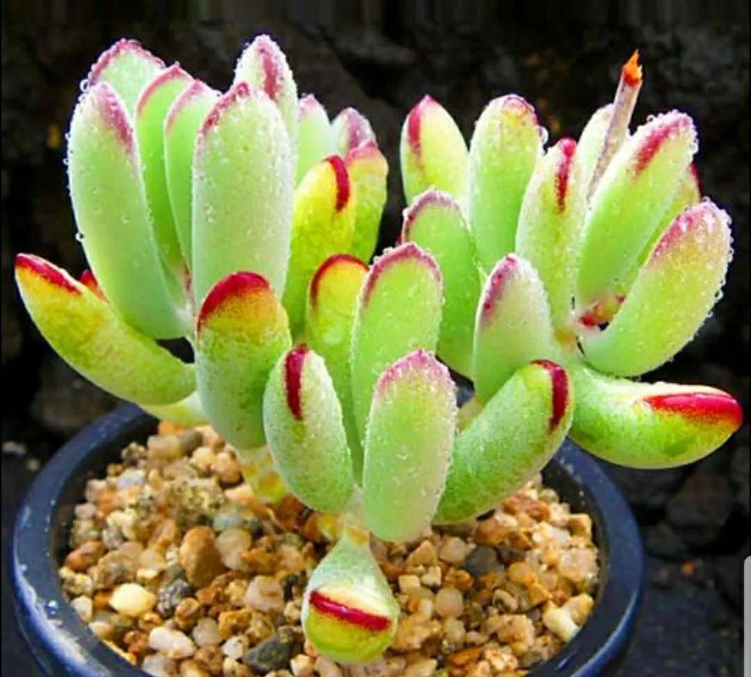 多肉開花剪下來可以種嗎_多肉開花需要剪掉嗎_開花剪掉多肉需要剪枝嗎