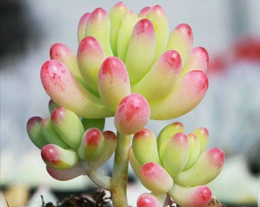 多肉開花需要剪掉嗎_多肉開花剪下來可以種嗎_開花剪掉多肉需要剪枝嗎