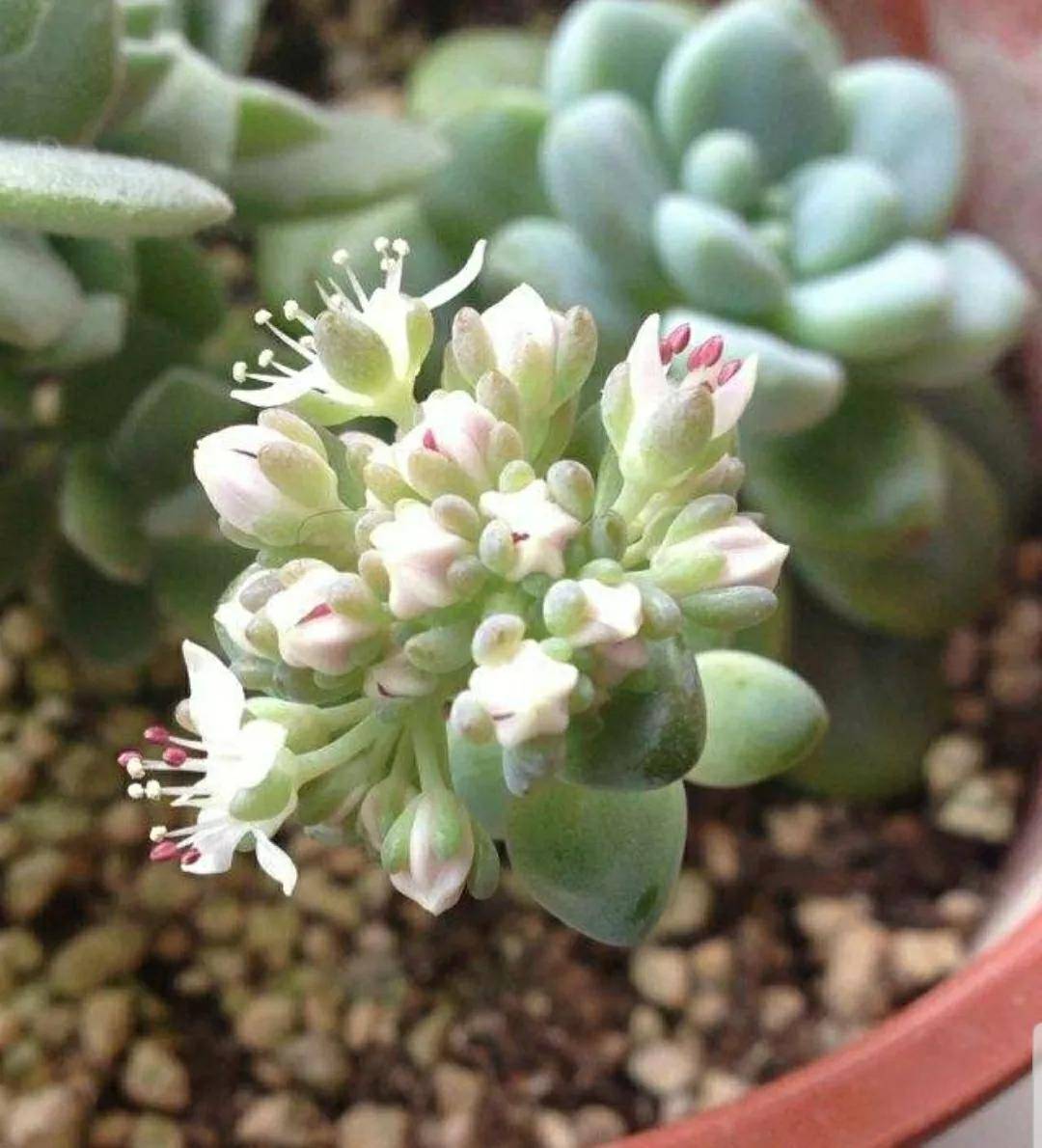 多肉開花剪下來可以種嗎_多肉開花需要剪掉嗎_開花剪掉多肉需要剪枝嗎