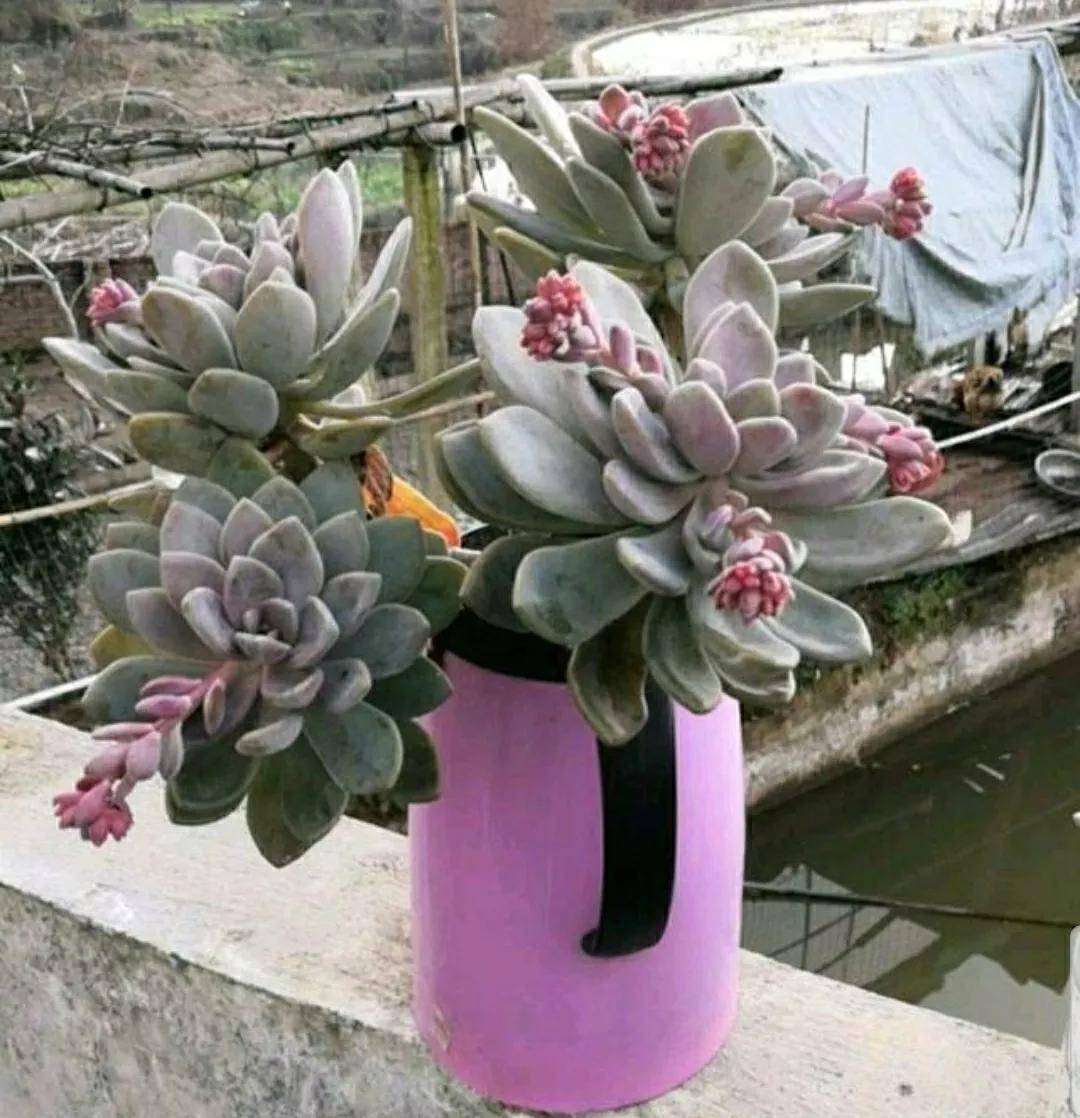 開花剪掉多肉需要剪枝嗎_多肉開花需要剪掉嗎_多肉開花剪下來可以種嗎